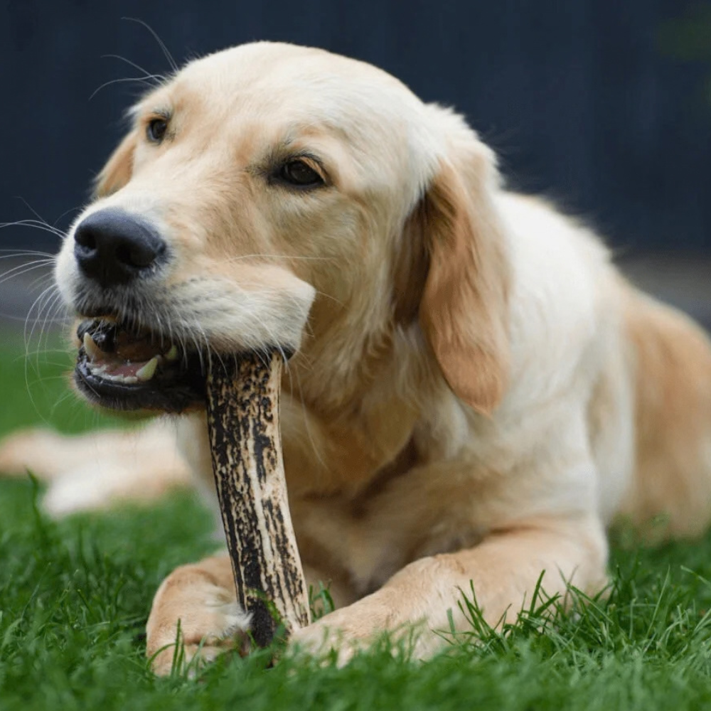 New South Wales Naturally Shed Deer Antlers